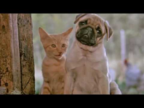 Les Aventures de Chatran - Bande annonce 2 - VO - (1986)