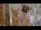 Les Aventures de Chatran - Bande annonce 2 - VO - (1986)