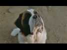 Beethoven 3 - Bande annonce 1 - VO - (2000)
