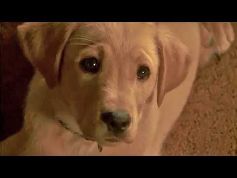 Le Chien qui a sauvé Noël - Bande annonce 1 - VO - (2012)