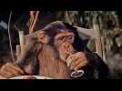 Cinq semaines en ballon - Bande annonce 1 - VO - (1963)
