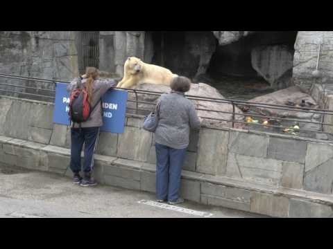 Visitors return to Copenhagen zoo as cultural sites reopen
