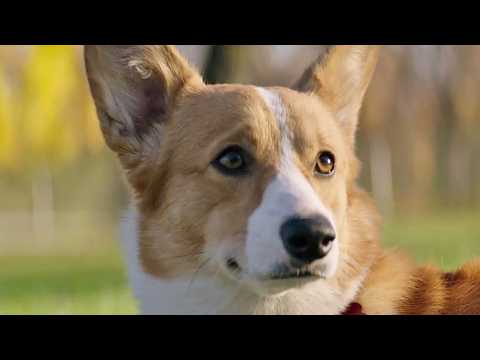 Mes vies de chien - Extrait 9 - VO - (2017)