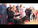 Tarantino accepts 'Palm Dog' for 'Once Upon a Time...' canine