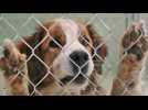 Mes vies de chien - Extrait 6 - VO - (2017)