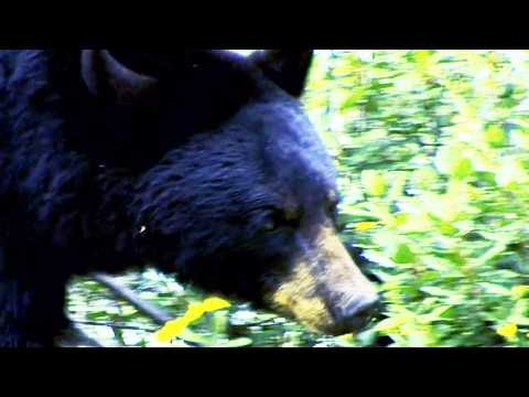 Cocaine Bear: The True Story - Bande annonce 1 - VO - (2023)