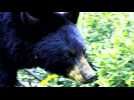 Cocaine Bear: The True Story - Bande annonce 1 - VO - (2023)