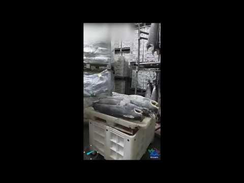 Brazil: Massive shark fin haul seized on its way to Asia