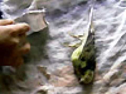 Jindabyne, Australie - Extrait 4 - VO - (2006)