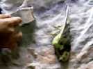 Jindabyne, Australie - Extrait 4 - VO - (2006)