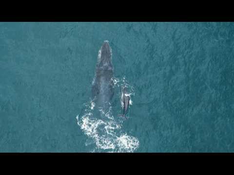 Humpback whale with her calf swim in Rio's Ipanema beach