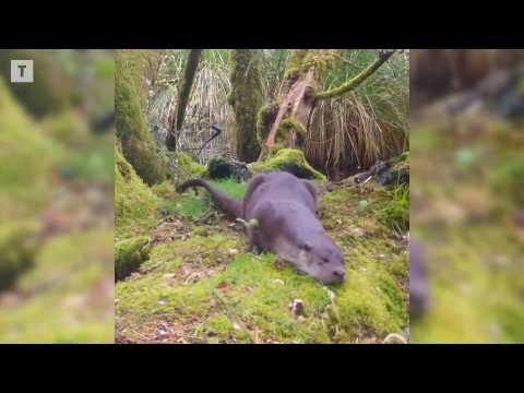 Autour de Lannion, l’étonnant bain de mousse d’une loutre du Léguer 