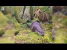 Watch video of Autour De Lannion, L’étonnant Bain De Mousse D’une Loutre Du Léguer  - Autour de Lannion, l’étonnant bain de mousse d’une loutre du Léguer  - Label : Le Télégramme -